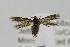  (Scythris JFL135 - CNCLEP00098195)  @13 [ ] CreativeCommons - Attribution Non-Commercial Share-Alike (2013) Jean-Francois Landry Canadian National Collection