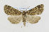  ( - CNCLEP00098196)  @13 [ ] CreativeCommons - Attribution Non-Commercial Share-Alike (2013) Jean-Francois Landry Canadian National Collection