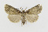  ( - CNCLEP00098211)  @14 [ ] CreativeCommons - Attribution Non-Commercial Share-Alike (2013) Jean-Francois Landry Canadian National Collection