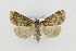 ( - CNCLEP00098212)  @13 [ ] CreativeCommons - Attribution Non-Commercial Share-Alike (2013) Jean-Francois Landry Canadian National Collection