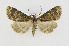  (Idia lubricalis complex - CNCLEP00098213)  @15 [ ] CreativeCommons - Attribution Non-Commercial Share-Alike (2013) Jean-Francois Landry Canadian National Collection
