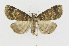 ( - CNCLEP00098214)  @14 [ ] CreativeCommons - Attribution Non-Commercial Share-Alike (2013) Jean-Francois Landry Canadian National Collection