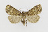  ( - CNCLEP00098215)  @13 [ ] CreativeCommons - Attribution Non-Commercial Share-Alike (2013) Jean-Francois Landry Canadian National Collection