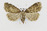  ( - CNCLEP00098216)  @13 [ ] CreativeCommons - Attribution Non-Commercial Share-Alike (2013) Jean-Francois Landry Canadian National Collection