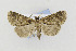  ( - CNCLEP00098217)  @13 [ ] CreativeCommons - Attribution Non-Commercial Share-Alike (2013) Jean-Francois Landry Canadian National Collection