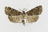  ( - CNCLEP00098218)  @14 [ ] CreativeCommons - Attribution Non-Commercial Share-Alike (2013) Jean-Francois Landry Canadian National Collection