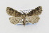  ( - CNCLEP00098221)  @14 [ ] CreativeCommons - Attribution Non-Commercial Share-Alike (2013) Jean-Francois Landry Canadian National Collection