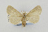  (Idia parvulalis - CNCLEP00098223)  @14 [ ] CreativeCommons - Attribution Non-Commercial Share-Alike (2013) Jean-Francois Landry Canadian National Collection