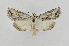  ( - CNCLEP00098241)  @13 [ ] CreativeCommons - Attribution Non-Commercial Share-Alike (2013) Jean-Francois Landry Canadian National Collection