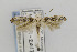  ( - CNCLEP00098319)  @14 [ ] CreativeCommons - Attribution Non-Commercial Share-Alike (2013) Jean-Francois Landry Canadian National Collection