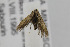  ( - CNCLEP00098324)  @13 [ ] CreativeCommons - Attribution Non-Commercial Share-Alike (2013) Jean-Francois Landry Canadian National Collection