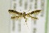  (Caloptilia flavimaculella - AC007074)  @13 [ ] CreativeCommons - Attribution Non-Commercial Share-Alike (2017) Jean-Francois Landry Canadian National Collection