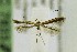  ( - AC007827)  @12 [ ] CreativeCommons - Attribution Non-Commercial Share-Alike (2017) Jean-Francois Landry Canadian National Collection