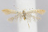  ( - BIRD18968)  @13 [ ] Copyright (2007) Unspecified Canadian National Collection