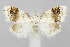  (Nola cilicoides - CNCLEP00038541)  @16 [ ] CreativeCommons - Attribution Non-Commercial Share-Alike (2007) Unspecified Canadian National Collection