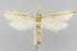  (Donacaula tripunctellus - CNCLEP00038597)  @15 [ ] CreativeCommons - Attribution Non-Commercial Share-Alike (2007) Unspecified Canadian National Collection