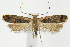  (Dichomeris costarufoella - CNCLEP00040250)  @15 [ ] CreativeCommons - Attribution Non-Commercial Share-Alike (2007) Unspecified Canadian National Collection