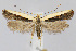  (Dichomeris serrativittella - CNCLEP00040253)  @15 [ ] CreativeCommons - Attribution Non-Commercial Share-Alike (2007) Unspecified Canadian National Collection
