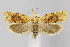  (Eucosma ochrocephala - CNCLEP00040312)  @15 [ ] CreativeCommons - Attribution Non-Commercial Share-Alike (2007) Unspecified Canadian National Collection