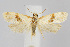  (Phalonidia ontariana - CNCLEP00040354)  @14 [ ] CreativeCommons - Attribution Non-Commercial Share-Alike (2007) Unspecified Canadian National Collection