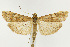  (Nomophila nearctica - CNCLEP00040412)  @15 [ ] CreativeCommons - Attribution Non-Commercial Share-Alike (2007) Unspecified Canadian National Collection