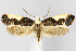  (Monopis monachella - CNCLEP00040439)  @16 [ ] CreativeCommons - Attribution Non-Commercial Share-Alike (2007) Unspecified Canadian National Collection
