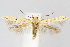  (Mompha brevivittella - CNCLEP00040445)  @15 [ ] CreativeCommons - Attribution Non-Commercial Share-Alike (2007) Unspecified Canadian National Collection