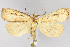  (Macrochilo - CNCLEP00040472)  @16 [ ] CreativeCommons - Attribution Non-Commercial Share-Alike (2007) Unspecified Canadian National Collection