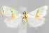  (Vaxi auratellus - CNCLEP00040479)  @15 [ ] CreativeCommons - Attribution Non-Commercial Share-Alike (2007) Unspecified Canadian National Collection