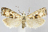  (Microcrambus minor - CNCLEP00040491)  @15 [ ] CreativeCommons - Attribution Non-Commercial Share-Alike (2007) Unspecified Canadian National Collection