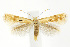  (Elachista albidella - CNCLEP00040590)  @15 [ ] CreativeCommons - Attribution Non-Commercial Share-Alike (2007) Unspecified Canadian National Collection