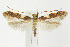  (Caloptilia cornusella - CNCLEP00040675)  @15 [ ] CreativeCommons - Attribution Non-Commercial Share-Alike (2007) Unspecified Canadian National Collection