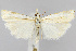  (Crambus pascuella - CNCLEP00040788)  @15 [ ] CreativeCommons - Attribution Non-Commercial Share-Alike (2007) Unspecified Canadian National Collection