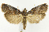  (Acrobasis betulella - CNCLEP00040817)  @15 [ ] CreativeCommons - Attribution Non-Commercial Share-Alike (2007) Unspecified Canadian National Collection