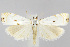  (Microcrambus biguttellus - CNCLEP00040825)  @15 [ ] CreativeCommons - Attribution Non-Commercial Share-Alike (2007) Unspecified Canadian National Collection