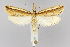  (Donacaula melinellus - CNCLEP00040829)  @14 [ ] CreativeCommons - Attribution Non-Commercial Share-Alike (2007) Unspecified Canadian National Collection