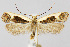  (Dichomeris flavocostella - CNCLEP00040858)  @15 [ ] CreativeCommons - Attribution Non-Commercial Share-Alike (2007) Unspecified Canadian National Collection