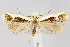  (Dichomeris flavocostella - CNCLEP00040859)  @15 [ ] CreativeCommons - Attribution Non-Commercial Share-Alike (2007) Unspecified Canadian National Collection