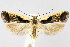  (Dichomeris vindex - CNCLEP00040862)  @15 [ ] CreativeCommons - Attribution Non-Commercial Share-Alike (2007) Unspecified Canadian National Collection