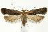  (Dichomeris leuconotella - CNCLEP00040960)  @15 [ ] CreativeCommons - Attribution Non-Commercial Share-Alike (2007) Unspecified Canadian National Collection