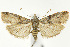 (Salebriaria roseopunctella - CNCLEP00041001)  @15 [ ] CreativeCommons - Attribution Non-Commercial Share-Alike (2007) Unspecified Canadian National Collection