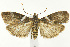  (Salebriaria fasciata - CNCLEP00041005)  @15 [ ] CreativeCommons - Attribution Non-Commercial Share-Alike (2007) Unspecified Canadian National Collection