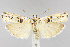  (Interjectio niviella - CNCLEP00041013)  @15 [ ] CreativeCommons - Attribution Non-Commercial Share-Alike (2007) Unspecified Canadian National Collection