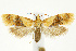  (Cochylichroa hospes - CNCLEP00041047)  @15 [ ] CreativeCommons - Attribution Non-Commercial Share-Alike (2007) Unspecified Canadian National Collection