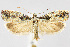  (Epinotia criddleana - CNCLEP00041062)  @15 [ ] CreativeCommons - Attribution Non-Commercial Share-Alike (2007) Unspecified Canadian National Collection
