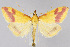  (Pyrausta scurralis - CNCLEP00041083)  @15 [ ] CreativeCommons - Attribution Non-Commercial Share-Alike (2007) Unspecified Canadian National Collection