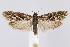  (Epinotia zandana - CNCLEP00042819)  @14 [ ] CreativeCommons - Attribution Non-Commercial Share-Alike (2007) Unspecified Canadian National Collection