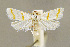  (Leptosteges xantholeucalis - CNCLEP00059892)  @14 [ ] CreativeCommons - Attribution Non-Commercial Share-Alike (2007) Unspecified Canadian National Collection