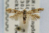  (Scythris ypsilon - CNCLEP00060361)  @14 [ ] CreativeCommons - Attribution Non-Commercial Share-Alike (2007) Unspecified Canadian National Collection