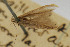  ( - CNCLEP00061098)  @11 [ ] CreativeCommons - Attribution Non-Commercial Share-Alike (2007) Unspecified Canadian National Collection